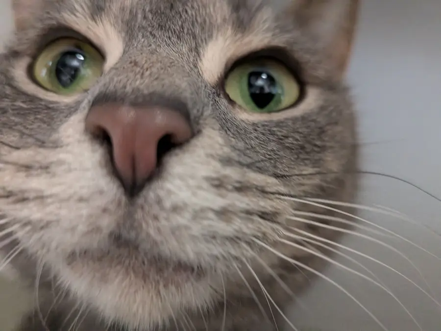 Biscuit, a grey tabby cat, in extreme close-up
