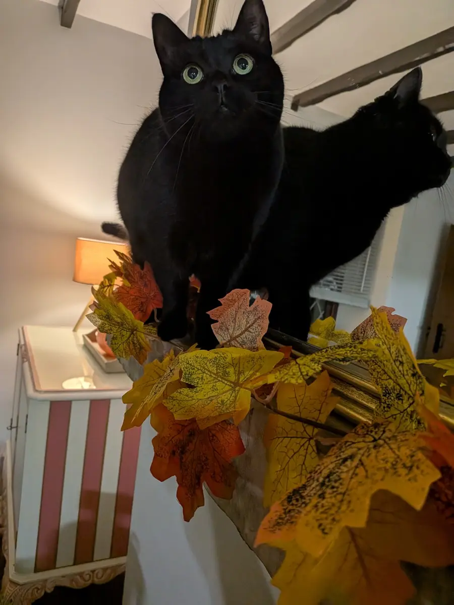 Coco, a black cat, peering down from a high shelf