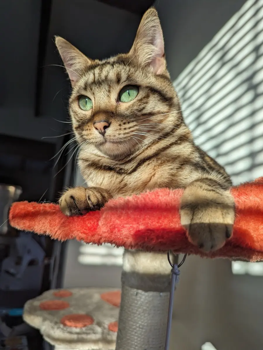 Lilo, a green-eyed Bengal cat, lounging on the cat tree