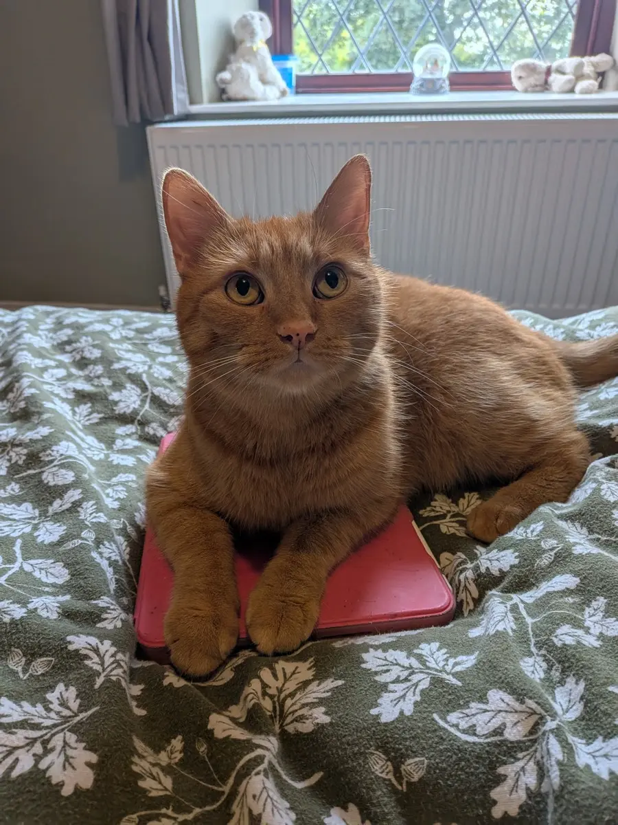 Nacho, a ginger tabby cat, lying on the bed