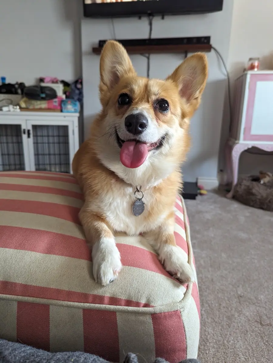 Peaches, a smiling corgi, with tongue out on a striped footstool