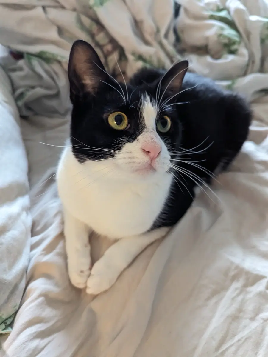 Willow, a black-and-white cat, sitting on the duvet